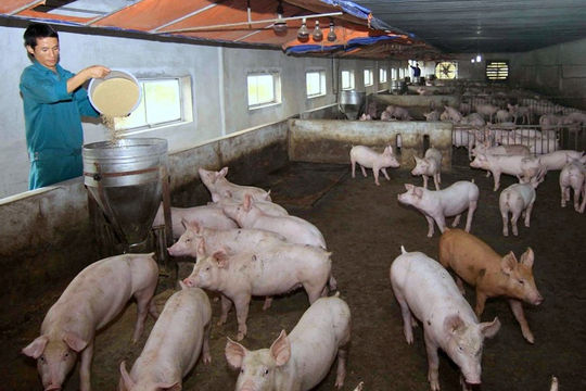 Nhiều giải pháp đảm bảo nguồn cung  thực phẩm trong dịp Tết Nguyên đán