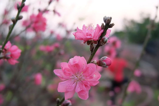 Đào Nhật Tân nở rộ, Tết đã cận kề