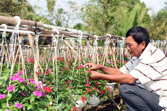 Hoa kiểng khoe sắc,  nhà vườn miền Tây đón Tết ấm