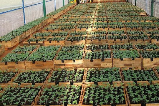 Vi phạm về sản xuất, buôn bán giống cây trồng phạt đến 100 triệu đồng