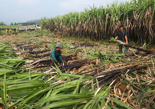 Gỡ khó cho ngành mía đường trong nước