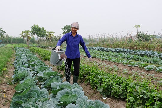 Đề xuất tiếp tục miễn thuế sử dụng đất nông nghiệp: Thêm động lực cho phát triển tam nông