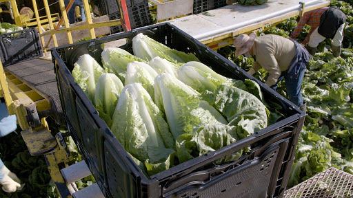 Lithuania:  Tăng cường kiểm soát thực phẩm  có nguồn gốc phi động vật Lithuania:  Tăng cường kiểm soát thực phẩm  có nguồn gốc phi động vật