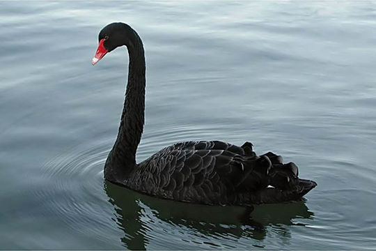 Thiên nga đen và những lần "tấn công" nền kinh tế thế giới