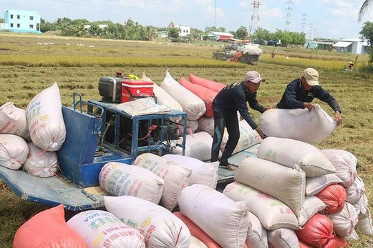 Giá cao nhất nhiều năm, gạo Việt có cơ hội "vượt mặt" gạo Thái Giá cao nhất nhiều năm, gạo Việt có cơ hội "vượt mặt" gạo Thái
