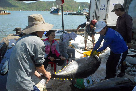 Ngăn chặn, xóa bỏ khai thác thủy sản bất hợp pháp Ngăn chặn, xóa bỏ khai thác thủy sản bất hợp pháp