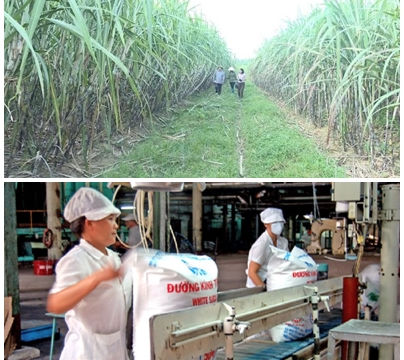 Triển khai giải pháp phát triển ngành mía đường trong tình hình mới