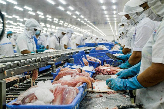 Gần 120 doanh nghiệp xuất khẩu cá tra bị ảnh hưởng từ thị trường Trung Quốc