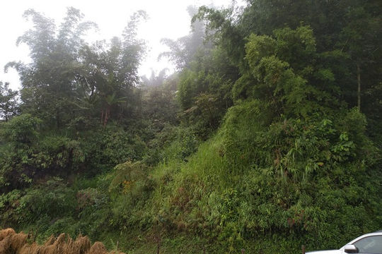 Lũ lụt tại miền Trung - hệ lụy thiên tai từ mất rừng