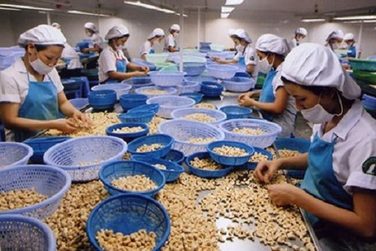 Việt Nam giữ vững ngôi đầu thế giới về chế biến và xuất khẩu điều Việt Nam giữ vững ngôi đầu thế giới về chế biến và xuất khẩu điều
