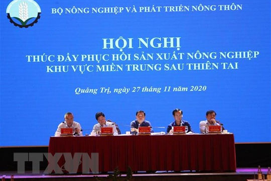 Dồn lực khôi phục sản xuất nông nghiệp sau bão lũ ở miền Trung