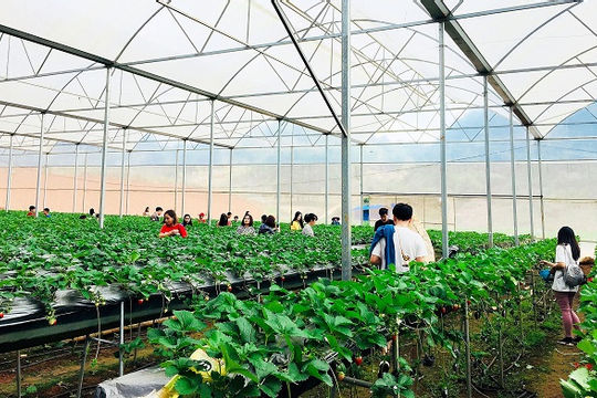 Đánh thức tiềm năng du lịch  nông nghiệp, nông thôn