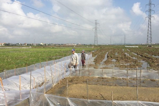 Kéo dài thời hạn thực hiện hạng đất tính thuế sử dụng đất nông nghiệp