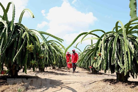 Hiệp định UKVFTA: Kỳ vọng rộng mở cho nông sản Việt sang Anh