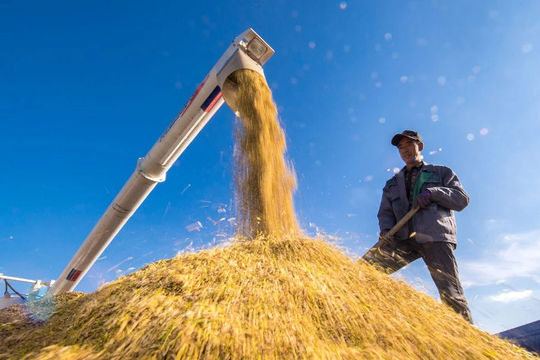 Xuất khẩu gạo của Việt Nam trong năm 2020 vượt 6,1 triệu tấn