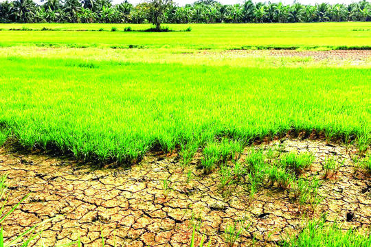 Thủ tướng chỉ đạo ứng phó xâm nhập mặn, thiếu nước tại Đồng bằng sông Cửu Long