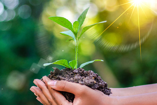 Phê duyệt Đề án trồng 1 tỷ cây xanh giai đoạn 2021- 2025