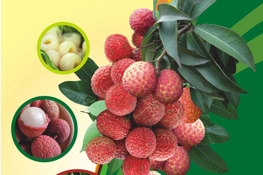 Kết nối, xúc tiến tiêu thụ vải thiều và nông sản của tỉnh Hải Dương