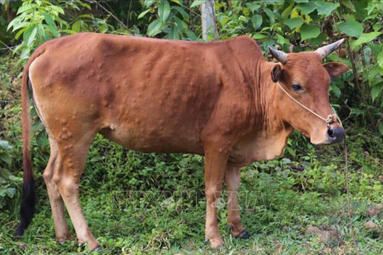 Triển khai quyết liệt các giải pháp phòng, chống bệnh Viêm da nổi cục trên trâu, bò