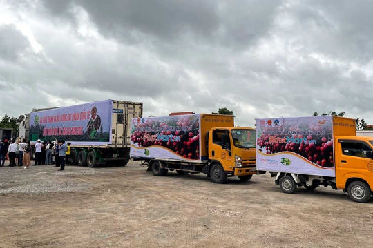 Nỗ lực đưa thương hiệu vải thiều Thanh Hà ''xuất ngoại''