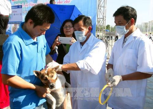 Tập trung triển khai quyết liệt, đồng bộ các giải pháp phòng chống, bệnh dại ở động vật