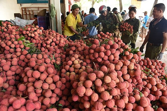 Hỗ trợ tiêu thụ nông sản cho tỉnh Bắc Giang Hỗ trợ tiêu thụ nông sản cho tỉnh Bắc Giang