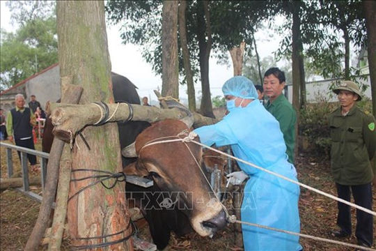 Phòng, chống dịch bệnh viêm da nổi cục trên trâu, bò: Vắc-xin là một trong những giải pháp hữu hiệu