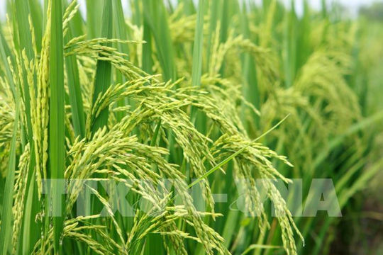 Vụ Hè-Thu, vụ mùa 2021:  Miền Bắc dự kiến gieo cấy hơn 1,2 triệu ha