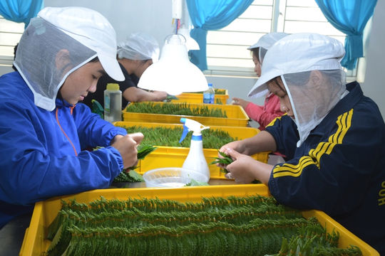 Tháo gỡ vướng mắc kỹ thuật để thúc đẩy tiêu thụ nông sản