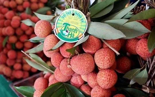 Vải thiều Việt Nam vào EU theo “cao tốc” EVFTA