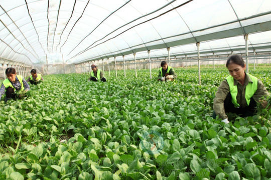 Thành lập Ban Chỉ đạo tổng kết 20 năm đổi mới, phát triển kinh tế tập thể