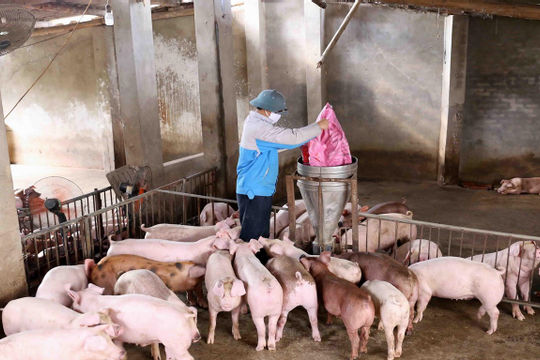 Chính sách hỗ trợ chăn nuôi nông hộ đã góp phần ổn định sinh kế cho người dân Chính sách hỗ trợ chăn nuôi nông hộ đã góp phần ổn định sinh kế cho người dân