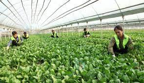 Chuyển đổi số - Động lực phát triển kinh tế hợp tác, hợp tác xã trong kỷ nguyên mới