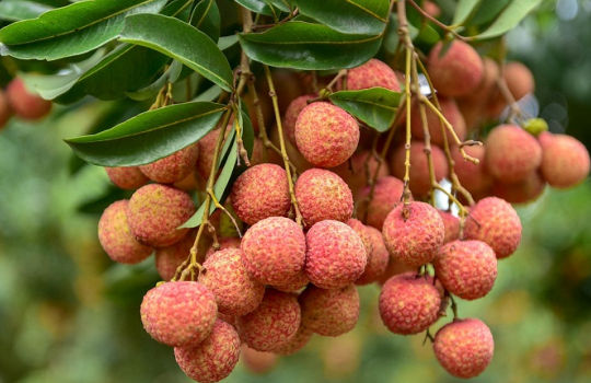 Áp dụng công nghệ để chủ động và thần tốc hơn trong phòng chống Covid-19