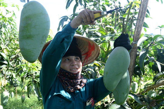 Sơn La: Tiêu thụ xấp xỉ 100 tấn xoài và mận