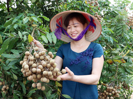 Xúc tiến thương mại cho trái nhãn và các sản phẩm từ trái nhãn