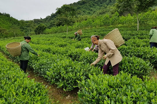 Phát triển kinh tế - xã hội vùng đồng bào dân tộc thiểu số và miền núi giai đoạn 2021-2030 Phát triển kinh tế - xã hội vùng đồng bào dân tộc thiểu số và miền núi giai đoạn 2021-2030