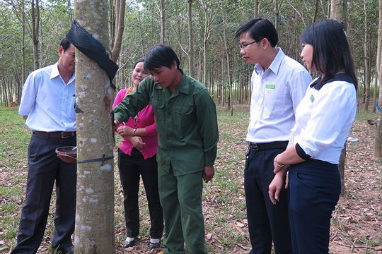 Kon Tum: Hơn 10.600 lao động được vay vốn giải quyết việc làm