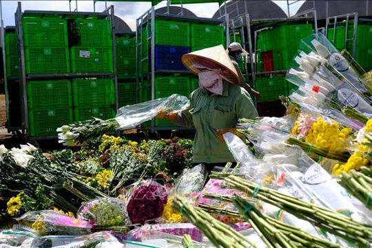 Vướng quy định mới, hoa Đà Lạt không thể xuất khẩu Vướng quy định mới, hoa Đà Lạt không thể xuất khẩu
