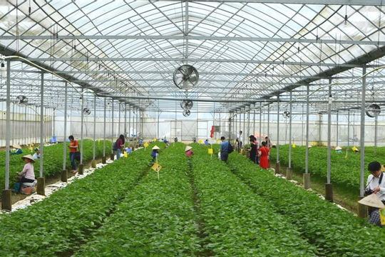 Du lịch nông thôn nhiều tiềm năng nhưng khai thác chưa hiệu quả Du lịch nông thôn nhiều tiềm năng nhưng khai thác chưa hiệu quả