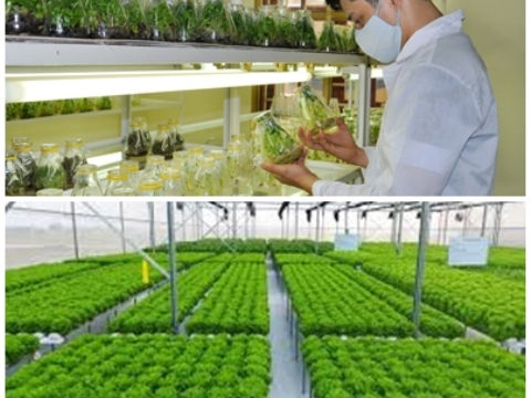 VCCI: Dự thảo Thông tư về phát triển sản xuất giống cần bổ sung thêm quy định