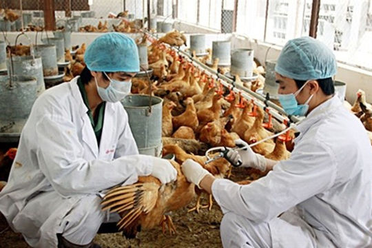 VCCI: Số loại phí trong lĩnh vực thú y được giảm mức thu quá ít