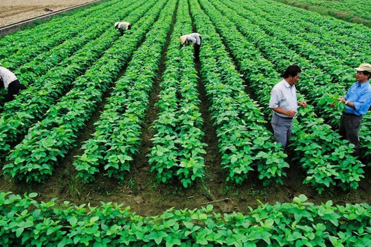 Đến năm 2025, cả nước có khoảng 134.000 tổ hợp tác