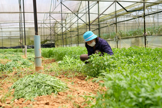 Lâm Đồng cung ứng hơn 2.500 tấn rau củ cho các tỉnh Đông Nam bộ