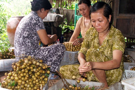 Kết nối tiêu thụ nhãn và sản phẩm OCOP  của Đồng Tháp, Sóc Trăng tại Hà Nội Kết nối tiêu thụ nhãn và sản phẩm OCOP  của Đồng Tháp, Sóc Trăng tại Hà Nội