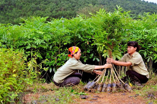 Phát triển lâm nghiệp thành ngành kinh tế - kỹ thuật hiện đại, sức cạnh tranh cao