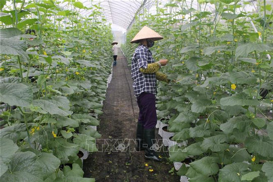 Tổng kết 20 năm đổi mới, phát triển kinh tế tập thể một cách khẩn trương, nghiêm túc