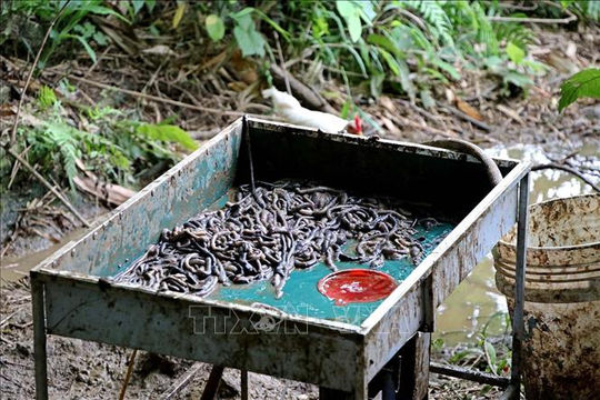 Bộ Y tế: Chưa có căn cứ xác định dược liệu Địa Long có tác dụng phòng, chống Covid-19