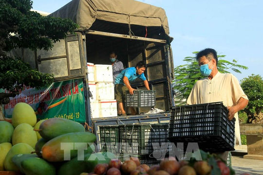 Kịp thời hỗ trợ kết nối đầu ra cho nông sản đến vụ thu hoạch Kịp thời hỗ trợ kết nối đầu ra cho nông sản đến vụ thu hoạch