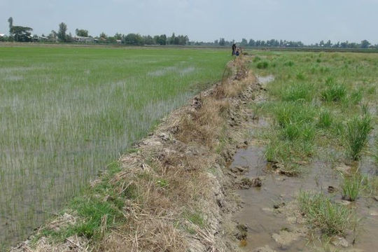 Chuyển mục đích sử dụng hơn 31 ha đất lúa tại Đồng Tháp